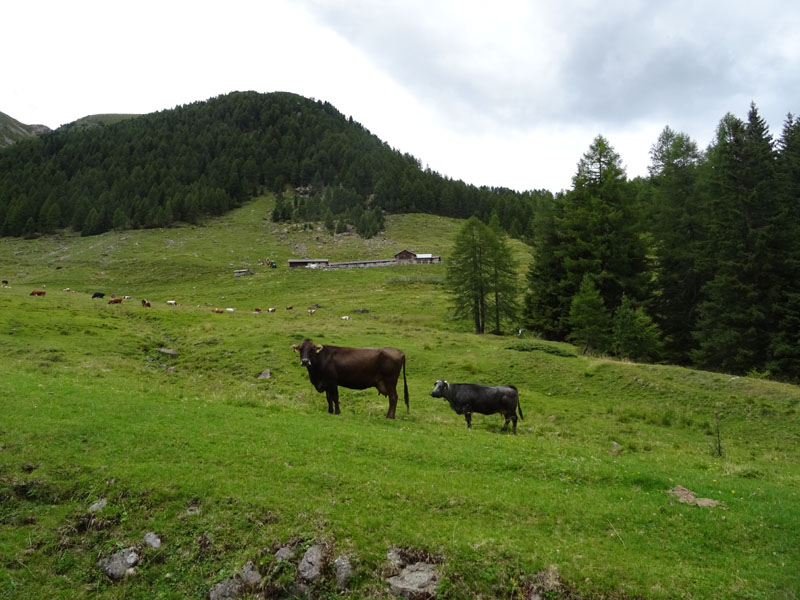 Catena dei Lagorai...da Pergine al Passo del Manghen